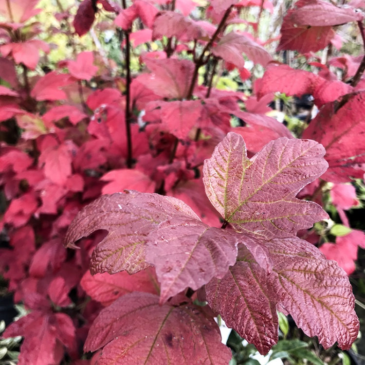 VIBURNUM OPULUS STERILE (ROSEUM)
